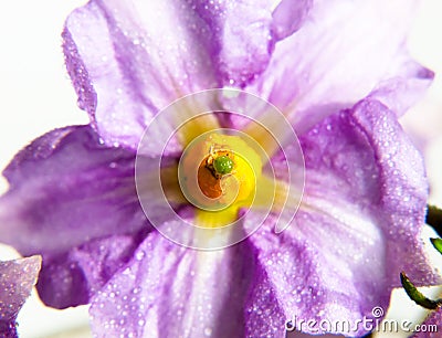 Purple little pretty flower with yellow center up close water de Stock Photo