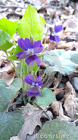 Purple little spring viola flowers Stock Photo