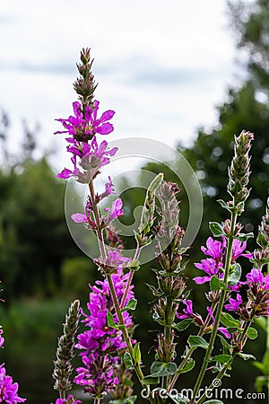 Purple loosestrife Lythrum salicaria inflorescence. Flower spike of plant in the family Lythraceae, associated with wet habitats Stock Photo