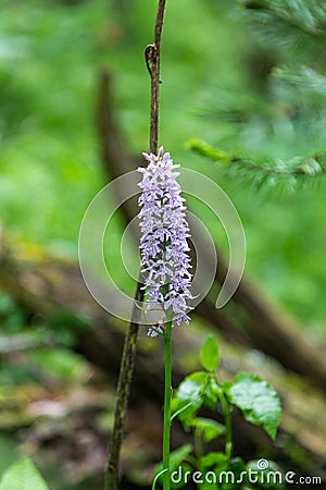 Purple loosetrife flower latin: Lythrum salicaria growing in forest on Altay Stock Photo
