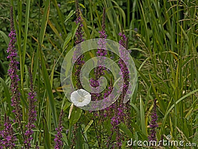 Purple loosestrife and white bind weed flower and green reed Stock Photo