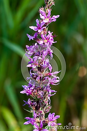 Purple-loostrife flowers Stock Photo