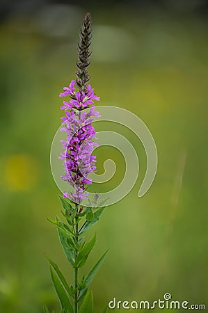 Purple Loostrife Stock Photo