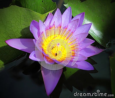 A Purple Lotus Stock Photo