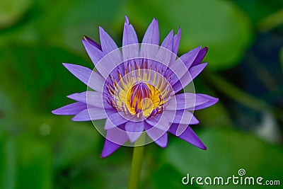 Purple lotus Stock Photo
