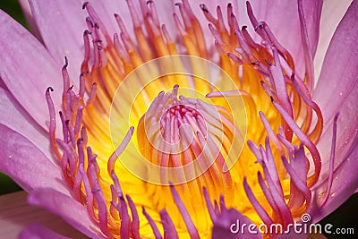 Purple lotus Stock Photo