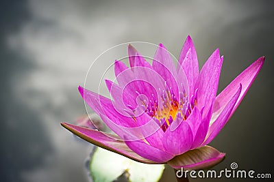 Purple lotus blooming in a pound. Aquatic plant. Tropical flower. Nature background with copy space. Stock Photo