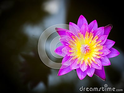 Purple lotus blooming in a pound. Aquatic plant. Tropical flower. Top view. Stock Photo
