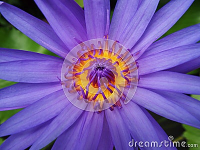 Purple water lily flowers Stock Photo