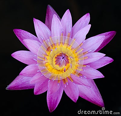 Purple lotus flower Stock Photo