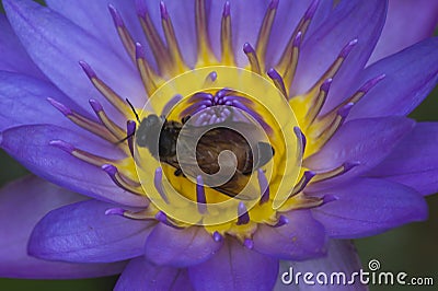 Purple Lotus flower with bee inside Stock Photo