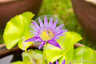 Purple lotus flower blooming Stock Photo