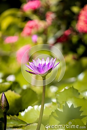 Purple lotus flower. Stock Photo