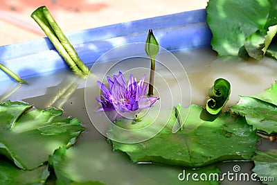 Purple lotus flower Stock Photo