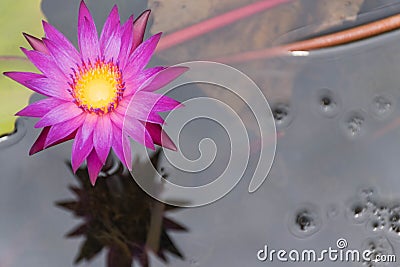 Purple lotus Stock Photo