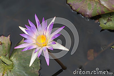 Purple lotus Stock Photo