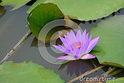 A purple lotus stands above the water Stock Photo