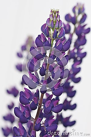 Purple Lupin Stock Photo