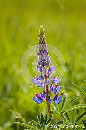 Purple Lupin flower and Bumble Bee, in green field, backit by warm hazy morning sunlight. Stock Photo