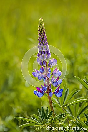 Purple Lupin flowers, Lupinus arcticus, in green field, backit by warm hazy morning springtime sunlight. Stock Photo