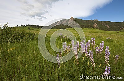 Purple lupine flowers Stock Photo