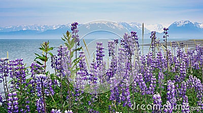 Purple Lupine Flowers Background Homer Alaska Stock Photo