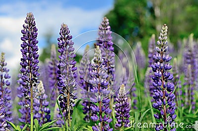 Purple lupine flowers close-up Stock Photo