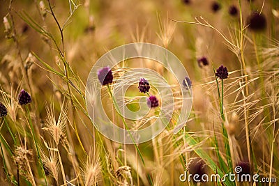 Purple lush clover with golden wheat in the background of the field. Macro-filming Stock Photo