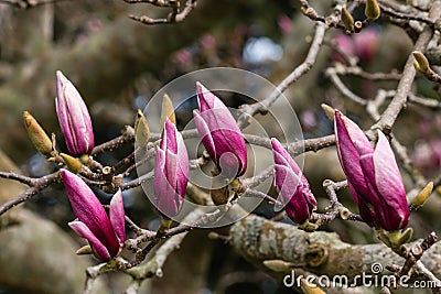 Purple magnolia buds Stock Photo