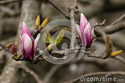 Purple magnolia buds and leaves Stock Photo