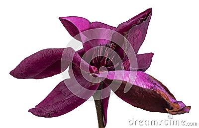 Purple magnolia flower, Magnolia felix isolated on white background, with clipping path Stock Photo