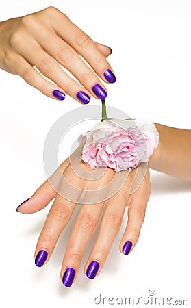 Purple manicure and pink rose Stock Photo