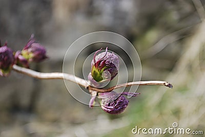 Purple maple bud. Stock Photo