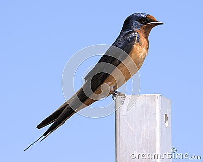 Purple Martin Stock Photo