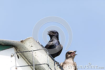 Purple martin birds Progne subis perch around a birdhouse Stock Photo