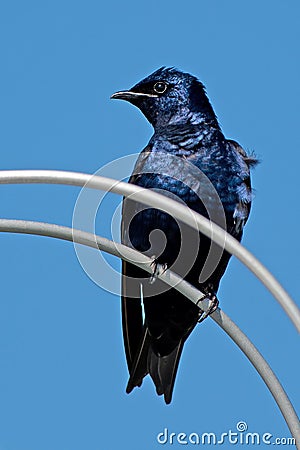 Purple Martin Stock Photo