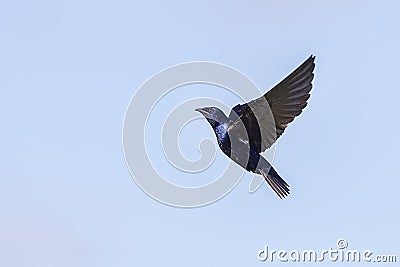 Purple Martin Swallow In Flight Upwards Stock Photo