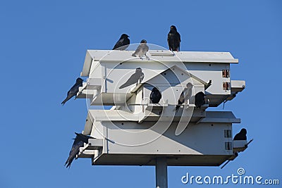 Purple Martins and Birdhouse Stock Photo