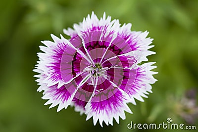 Purple mauve flower detail Stock Photo