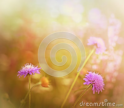 Purple meadow flowers Stock Photo