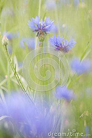 Purple meadow wild flower in soft focus shallow depth Stock Photo