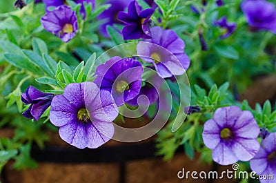 Purple Million Bells - Calibrachoa Stock Photo