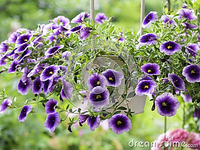 Purple Million bells flowers blooming Stock Photo
