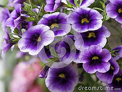 Purple Million bells flowers blooming Stock Photo