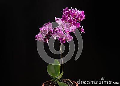 Purple mini orchid on a black background Stock Photo