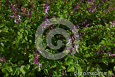 Purple Mint Spur-flower Flowering Plants Plectranthus sp. Stock Photo