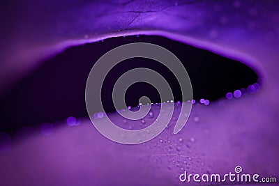 Purple monstera leaf with colorful closeup of plant part Stock Photo