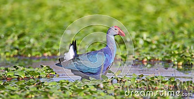 Purple moorhen bird Stock Photo