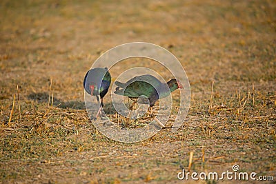 Purple Moorhen, Porphyrio porphyrio, Little Rann of Kutch, Gujarat Stock Photo