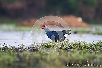 Purple moorhen water and reeds Stock Photo